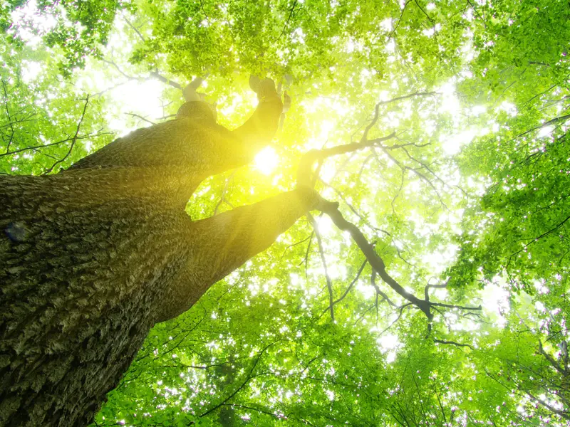 Solen strålar genom en stor trädkrona