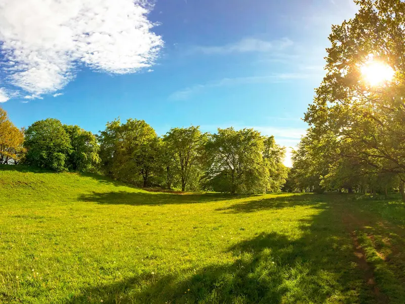 Grön äng omringad av träd där solen strålar genom en av trädkronorna.